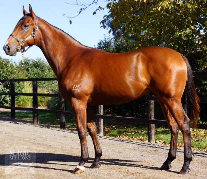 馬 Le Cheval♘♞ tweet media