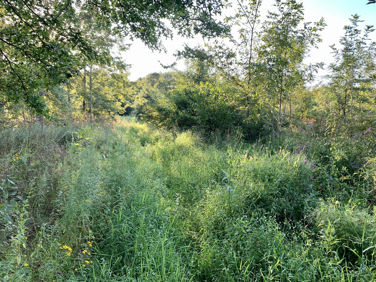 And then I widened the search like I’m doing a grid search for a missing Airbus over the Indian Ocean.The rub is that all that grassy looking stuff in the prior image is actually this:Waist high thistle and shit. Nature is rude as a mofo.15/