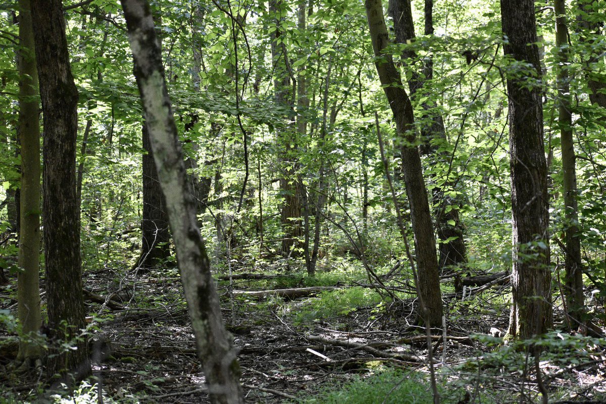 Anyway, it was starting to get late. The long shadows weren’t helping.I figured I’d give it one last shot and then call it a night.And so back into the woods I tromped.And these were woods-woods. Forest Deluxe.19/