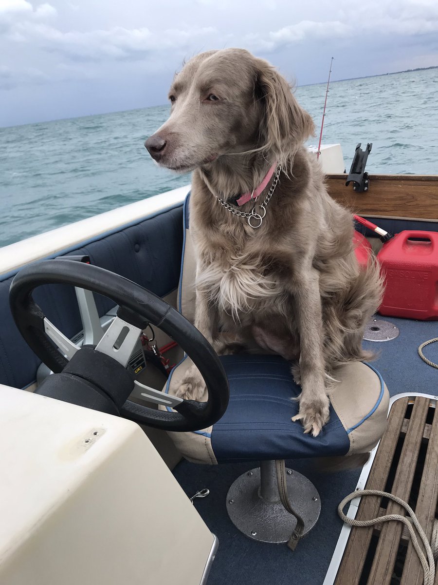 bobnjuno's tweet photo. Juno having a turn at helm watch on our fishing trip on Lake St. Clair. #weimaraner #lhweim https://t.co/7r0PACMMvJ