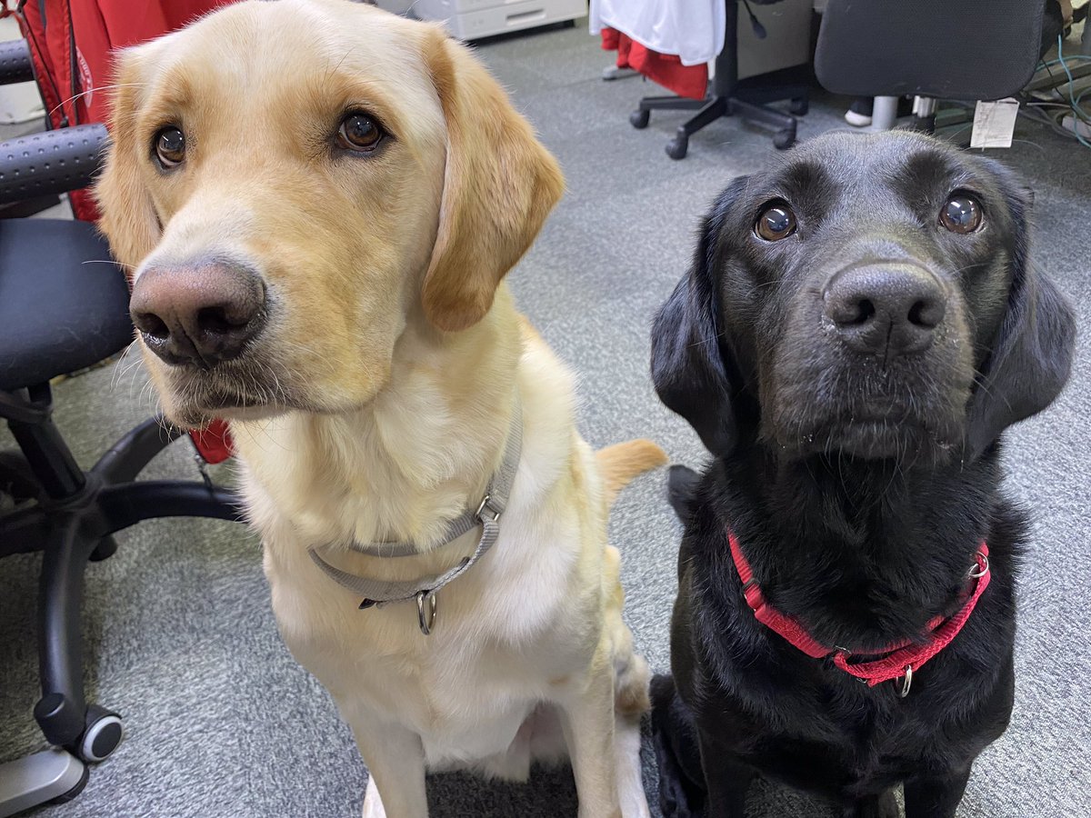 社福 日本介助犬協会 בטוויטר おはようございます 皆様 台風の影響は大丈夫でしょうか 被害が大きくならない事を祈っております お気をつけてお過ごし下さい ファンタ グラディス ゴールデン ラブラドール ミックス犬