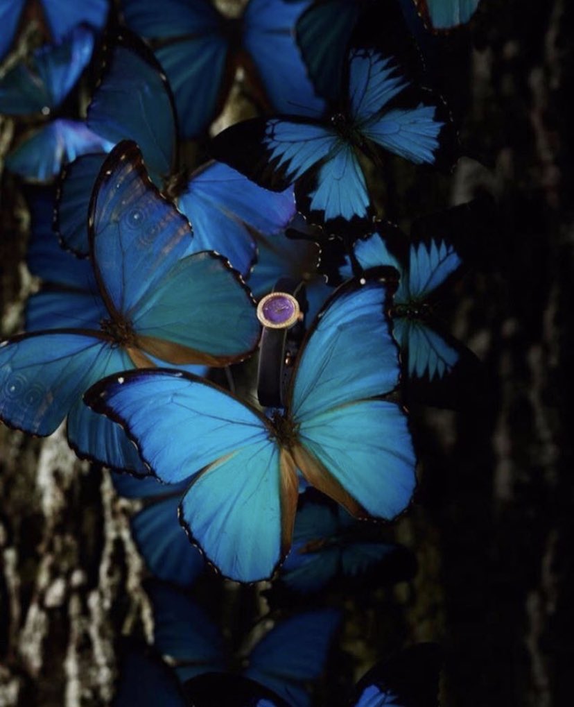 D44_May's tweet photo. 🦋🦋🦋🦋🦋 https://t.co/QBJ7YYFkPd