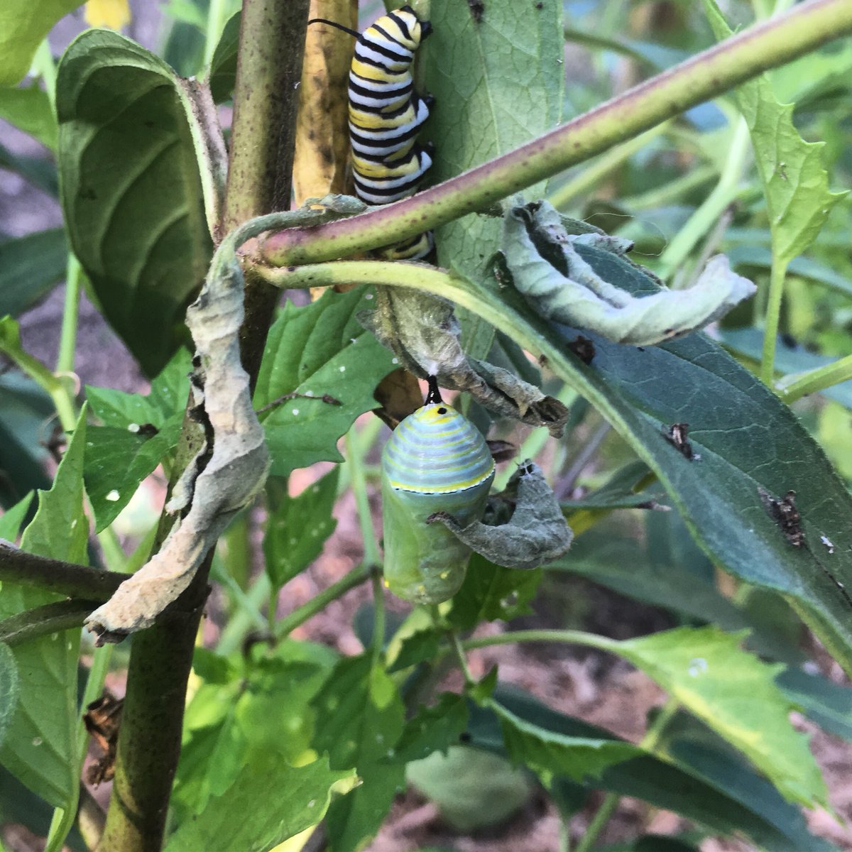 Lookie here! Transformation is happening! First chrysalis and a sibling photobomber! #monarch #milkweed #grownatives