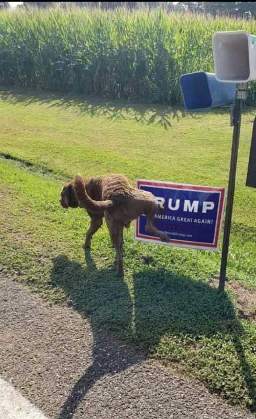 Georgesadjibod1's tweet photo. Trump@2020 https://t.co/V8N9EkEBvJ