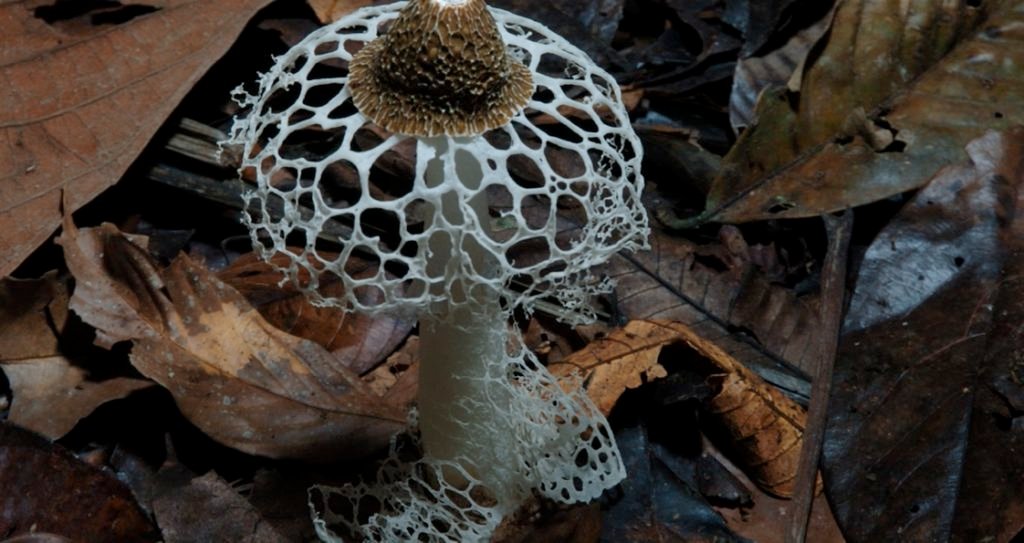 the secret life of fungi discoveries from a hidden world the secret life of fungi discoveries from a hidden world
