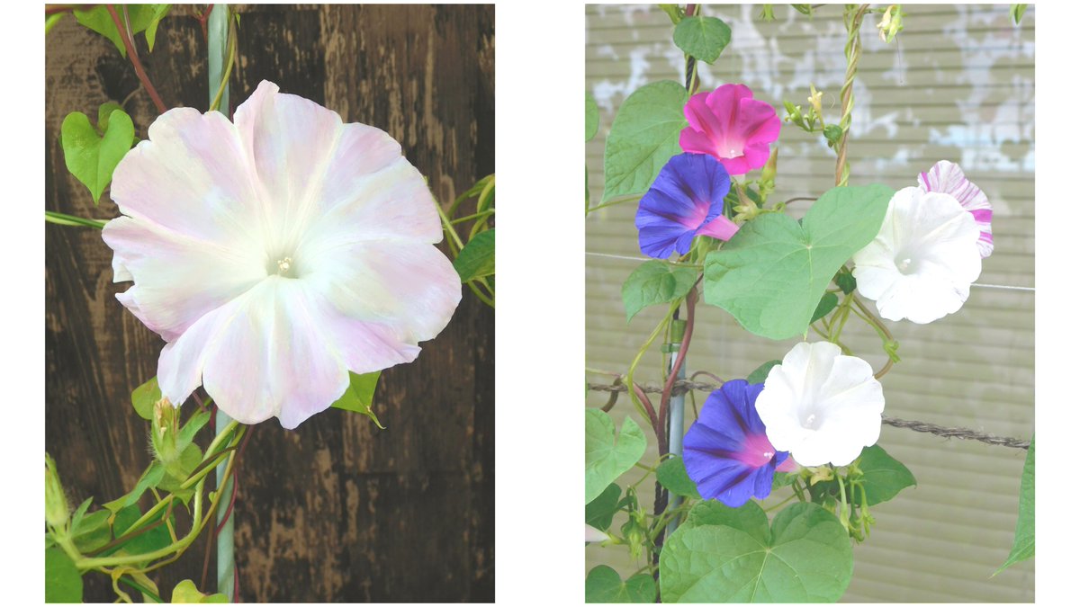 結城 千里 On Twitter もうこんな時間ですが 9月7日 今朝の朝顔です 写真1枚目久しぶりに 薄いpinkのこの朝顔が咲きました 朝顔 あさがお アサガオ Tlを花でいっぱいにしよう