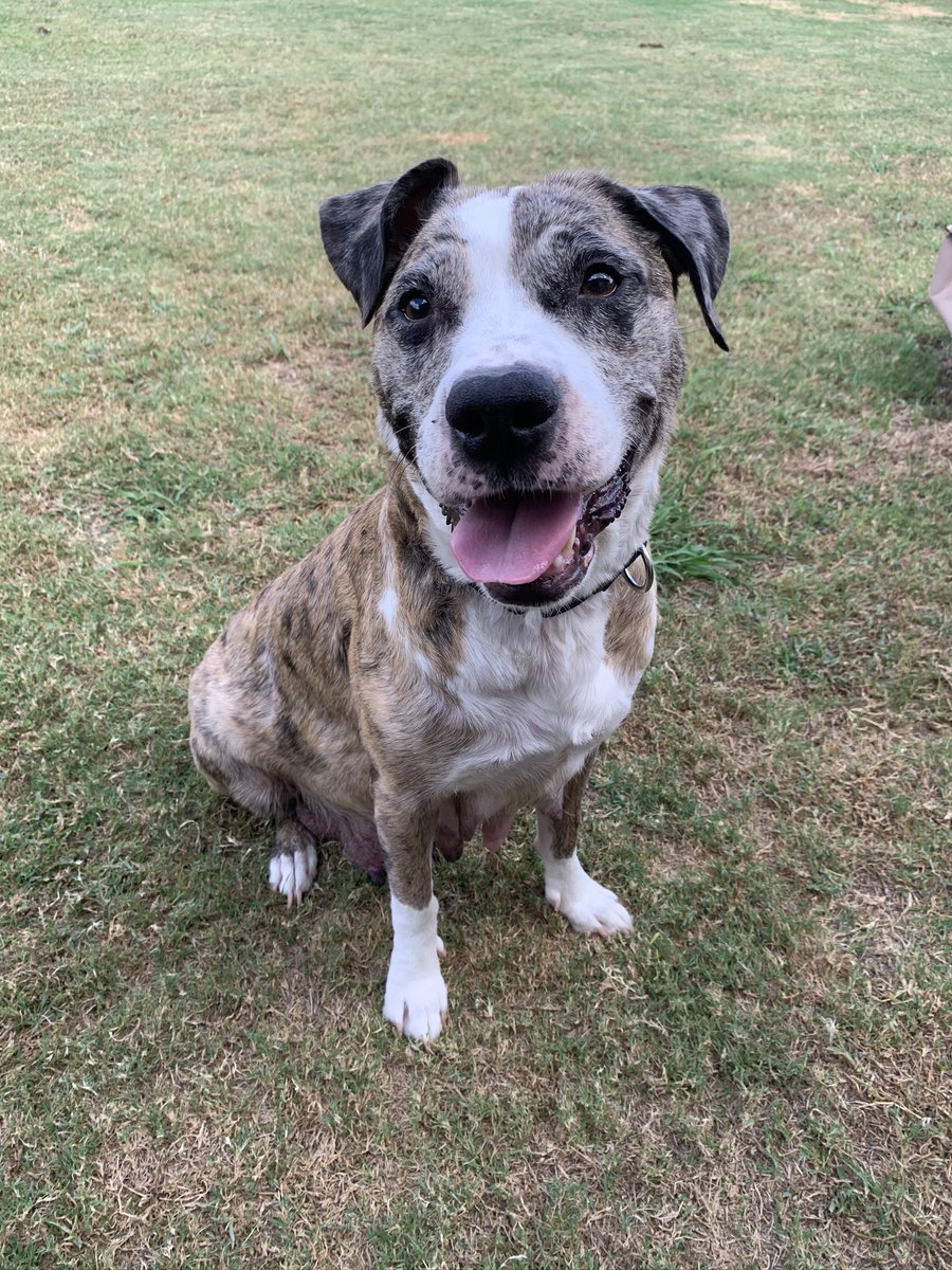 austinpetsalive's tweet photo. Lady has been taking care of her puppies, but now she's looking for a loyal hooman to take care of her. Learn more: https://t.co/CX3DL9oXcI https://t.co/YRavMR4M9S