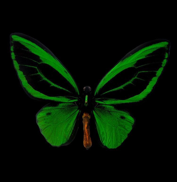 fentyfairies tweet picture