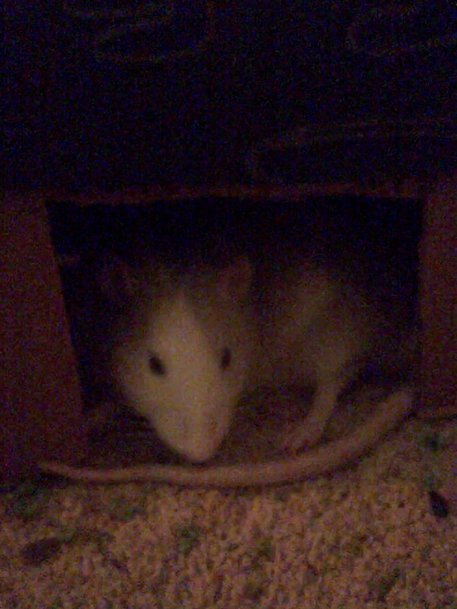 Blue the rat tweet media