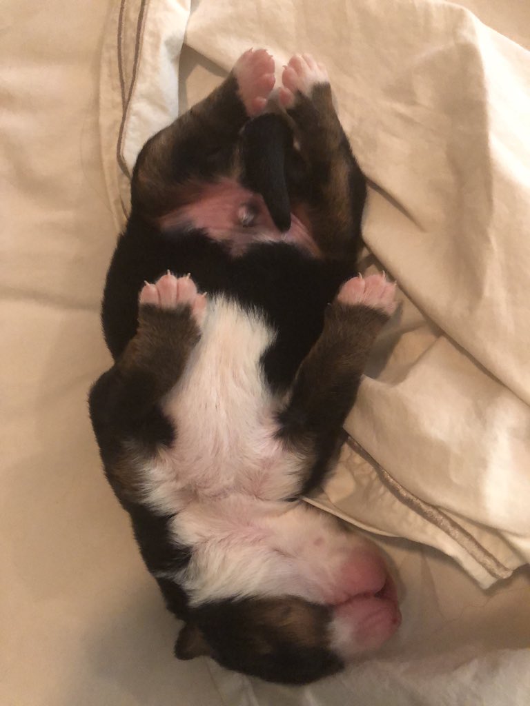 good night image all tuckered out good night image all tuckered out