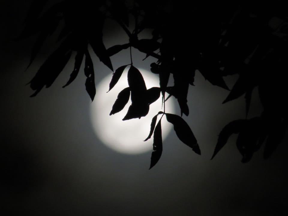 Pulsar_Cuantico's tweet photo. Luz de Luna 🌙 
📸: @Bennetthy 

#Moon #Luna #photography https://t.co/BktiVaxDBO