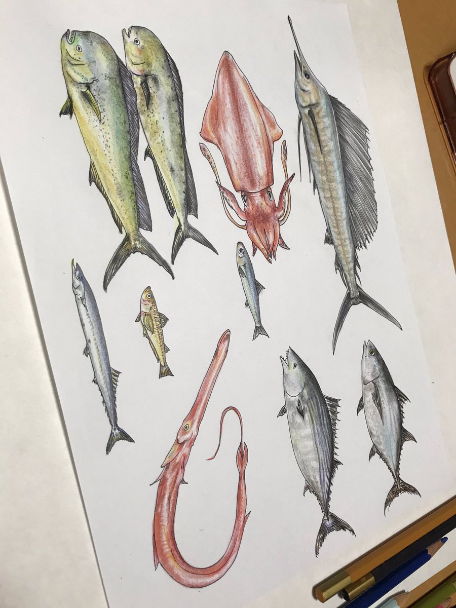 島根県沖 田中屋しまねまいもん旬鮮便 やっとこさ色塗り完成しました ここからはpcとにらめっこ作業 色々な資料の挿絵になります 大型台風 どうか早く過ぎ去ってくれますように 松江 のどぐろ 魚屋 島根県 台風10号 島根県沖 田中屋しまねまいもん旬鮮便 やっとこさ色塗り完成しました ここからはpcとにらめっこ作業 色々な資料の挿絵になります 大型台風 どうか早く過ぎ去ってくれますように 松江 のどぐろ 魚屋 島根県 台風10号