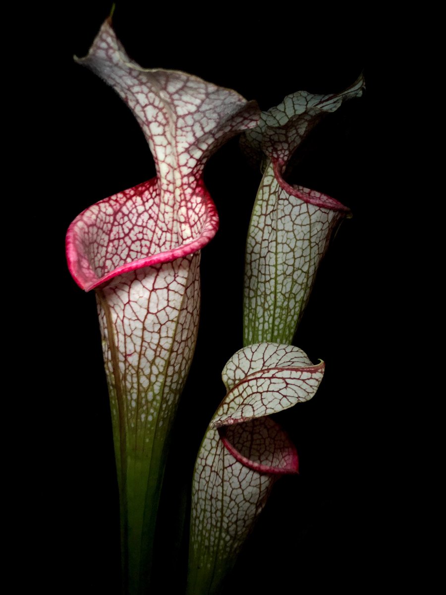 DirtyDivisions's tweet photo. I can always count on moorei “MFPOS” to put on a show when the rest of my Sarrs are all crispy getting ready for the fall pitcher flush.    #Sarracenia #dirtydivisions #pitcherplants #carnivorousplants #plants #plantas #nightphotography #plantsmakepeoplehappy https://t.co/MPNdQQrnHw