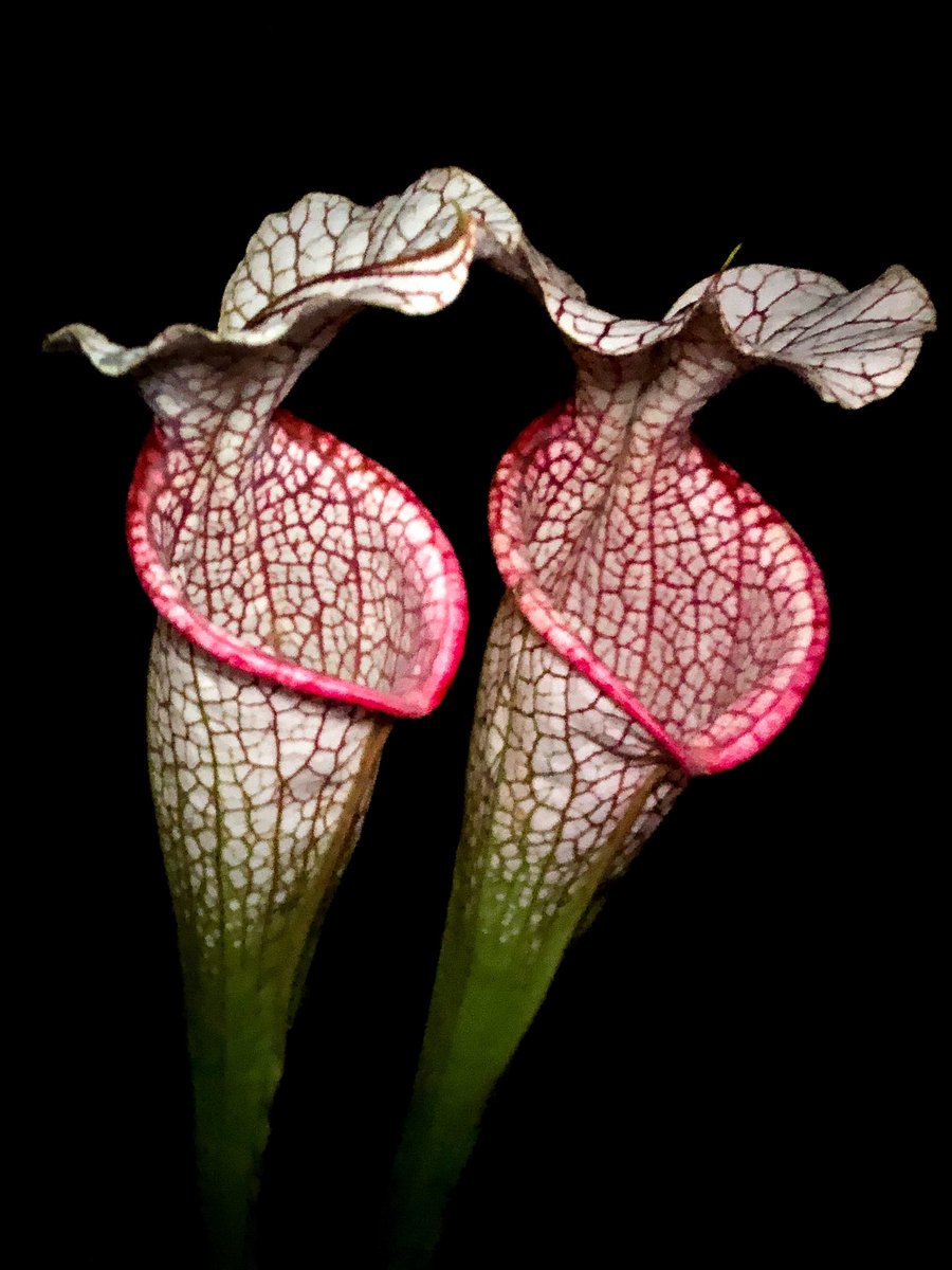 DirtyDivisions's tweet photo. I can always count on moorei “MFPOS” to put on a show when the rest of my Sarrs are all crispy getting ready for the fall pitcher flush.    #Sarracenia #dirtydivisions #pitcherplants #carnivorousplants #plants #plantas #nightphotography #plantsmakepeoplehappy https://t.co/MPNdQQrnHw