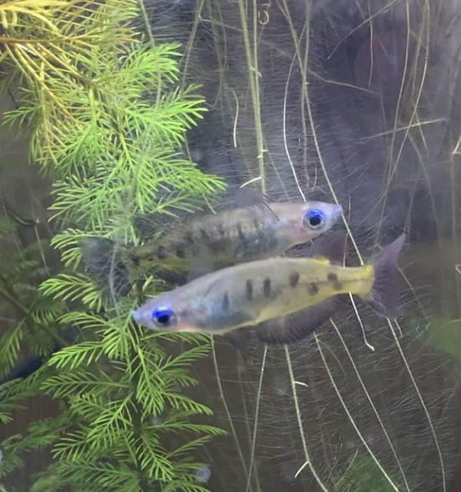 Sato_Daichi_'s tweet photo. 小魚を中心に飼ってます。 https://t.co/pnNlyXgWFp