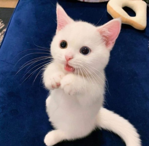 Claws 😸 (@savetheclaws) on Twitter photo 