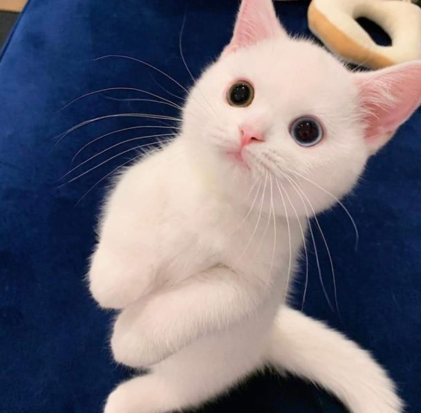 Claws 😸 tweet media