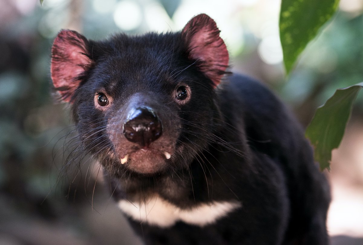 SEA_theChange's tweet photo. Today marks National Threatened Species Day 2020 - a time to acknowledge the importance of protecting animal and plant species for future generations. 

Read more at https://t.co/G9Pnahf7gN. 

#SEA_theChange #noplanetnoplay https://t.co/p4NYuZeWbX