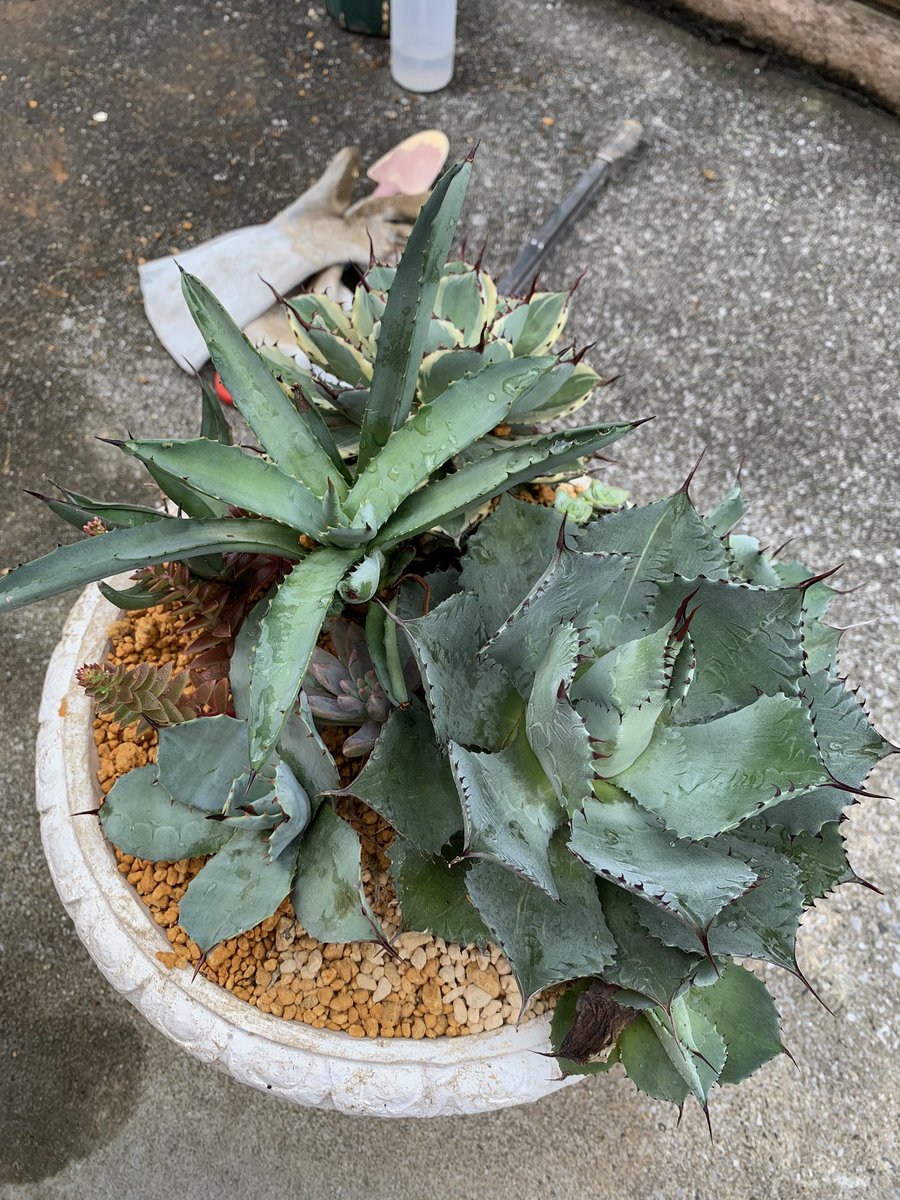 展示会に 多肉植物の寄せ鍋を持って行こうと 色々してたら 多肉植物を 