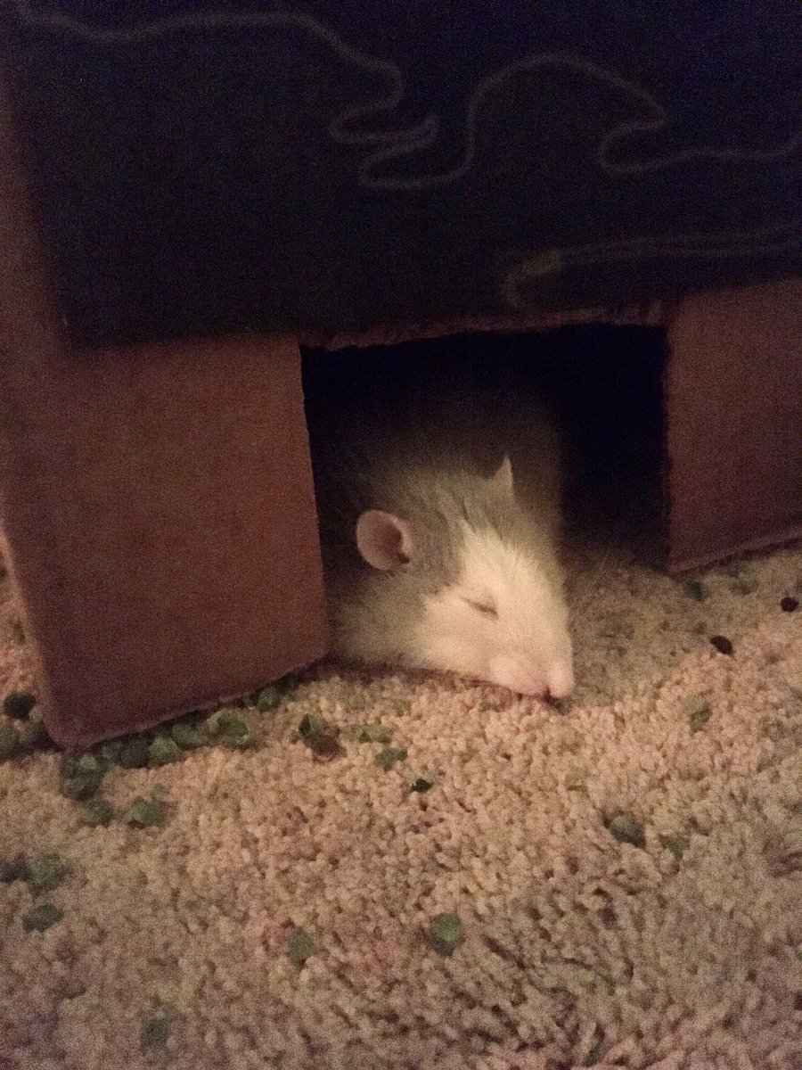 Blue the rat tweet media