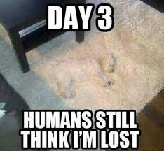 ellelljaytoo's tweet photo. #BusyAvoiding political bullshit.
Humans have become rather awful company this year.
Shhhh.
#woof #dogtweet #DogsOfTwitter https://t.co/Wcna4SWSX5