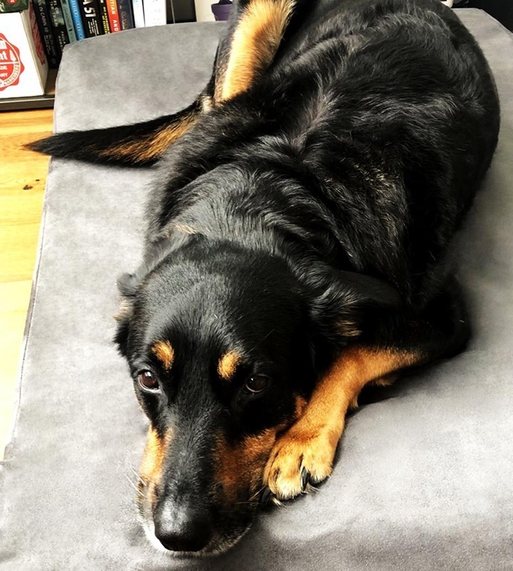 bigbarkerusa's tweet photo. On a scale of 1-10, how cute is Reilly on her new bed? 😍
#bigbarker #newbedwhodis #madeintheusa #bigdogsrule #bigdogsonly #bigdogsrock #bigdogsofig #dogeyebrows #bigdogsarethebest #bigdogsunited #bigdogstatus https://t.co/fqabfk0Dvg https://t.co/NRB2kqc1FR