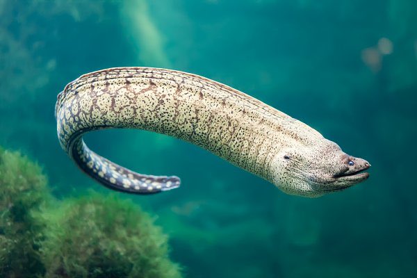  @kjgreycloud Giant moray eel