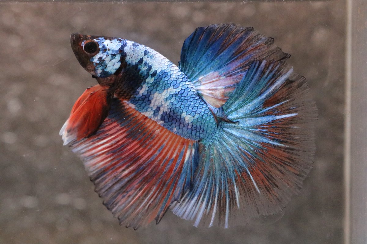 Bbetta5's tweet photo. PM.
#ปลากัดป่า #ปลากัดสวยงาม #ปลากัดไทย
#ปลากัดไทย #ปลากัดเก่ง #ปลากัด
#bettathailand #thai #Thailan #bettafish
#B.betta  #ขายปลากัด 
#fishtank  #fishtanks #fish #bettafish #bettafishlove  #bettafishcare #bettafishtank  #bettafishy  #fishlover  #fishlove #สัตว์เลี้ยง https://t.co/SU95JBdYZB