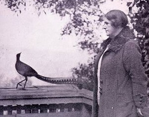 hearthspell's tweet photo. Edith Wilkinson and "James," a lyrebird who tried to 'court' Edith for several years with dance and songs from 20+ bird species. Lyrebirds are known for being very intelligent and gifted mimics.  Edith would greet James with "Hello, boy." to which he would respond "Hello, boy." https://t.co/8uQnBAKWkG
