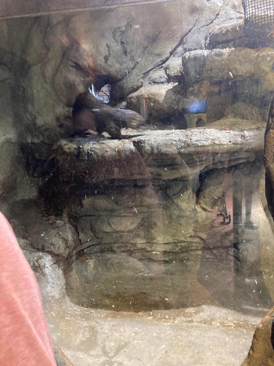 Water ferret boi otters