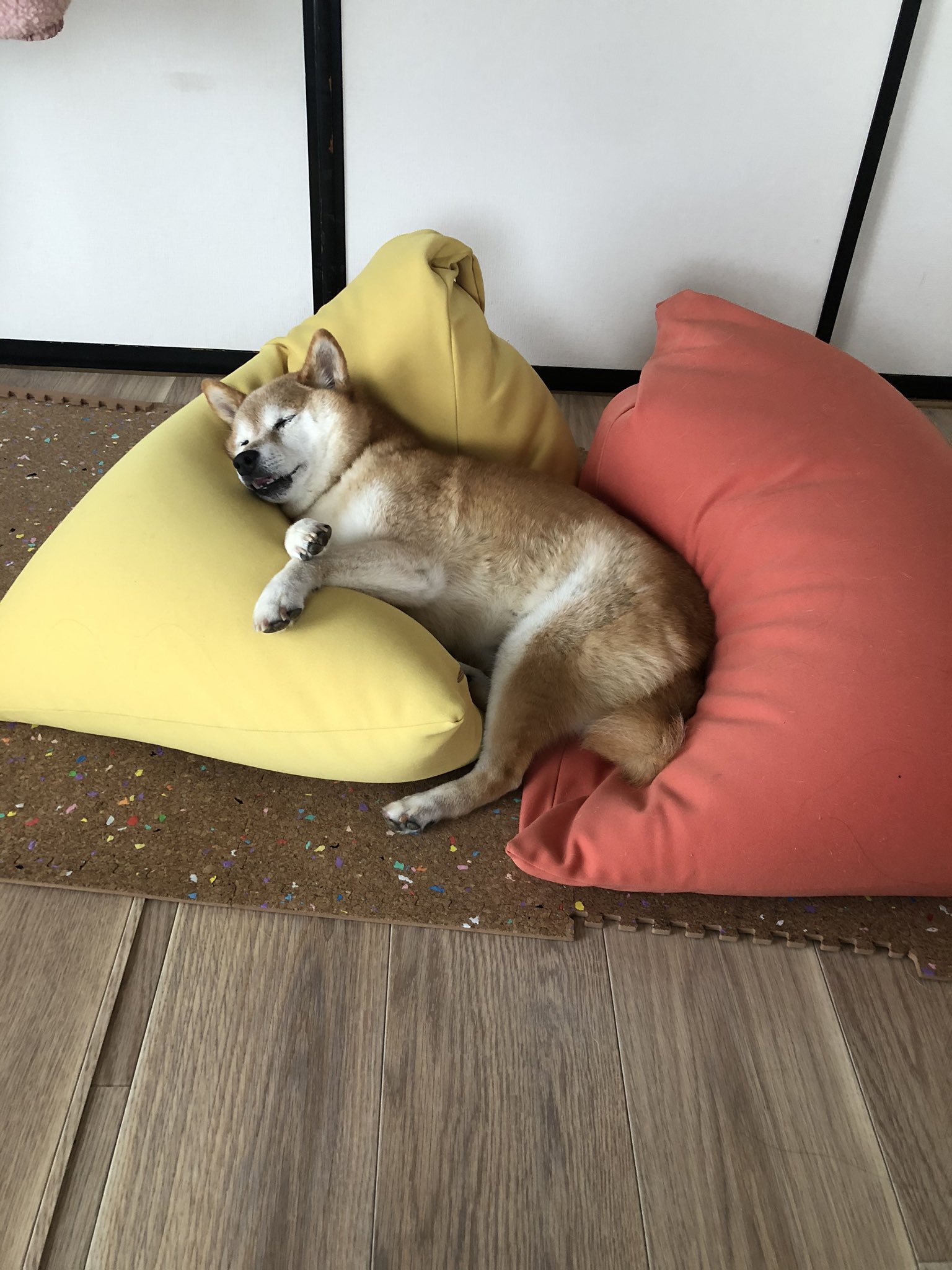 柴犬ちょめ 本日のビーズクッション二個使い 左足をクッションの隙間に落とすスタイル 口はムニャムニャしてる最中 柴犬 柴犬ちょめ 柴犬を崇めよ ビーズクッション 人をダメにするソファ 犬もダメになるソファ T Co 7ecrurmq2k Twitter