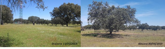 SpecLab_CSIC's tweet photo. Drought timing is crucial to determine the annual carbon fluxes in tree-grass semi-arid ecosystems.

See more on El-Madany et al., 2020
Philosophical Transactions of the Royal Society B: Biological Sciences https://t.co/jl75iQMpfg https://t.co/e1LHvbmKC8