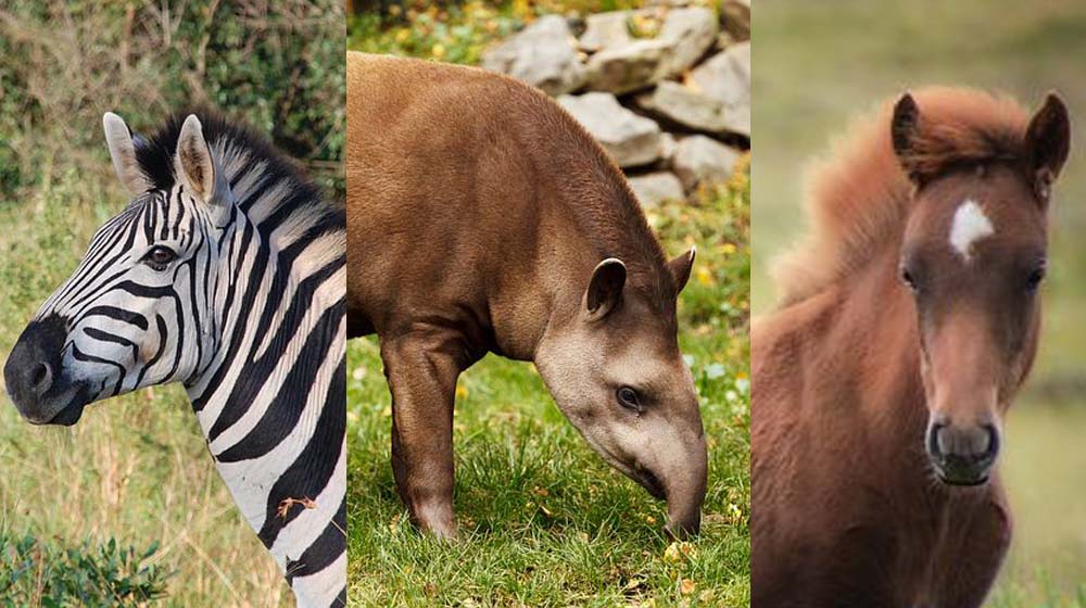 rhinoslaststand's tweet photo. #MondayAnswers - Horses, zebra and tapirs are the closest relatives to rhinos. They all belong to a group of mammals called odd-toed ungulates.
#Stand with us and fight for the rhinos! - https://t.co/Wzy2wAMRuj https://t.co/YoAiCRUnhK