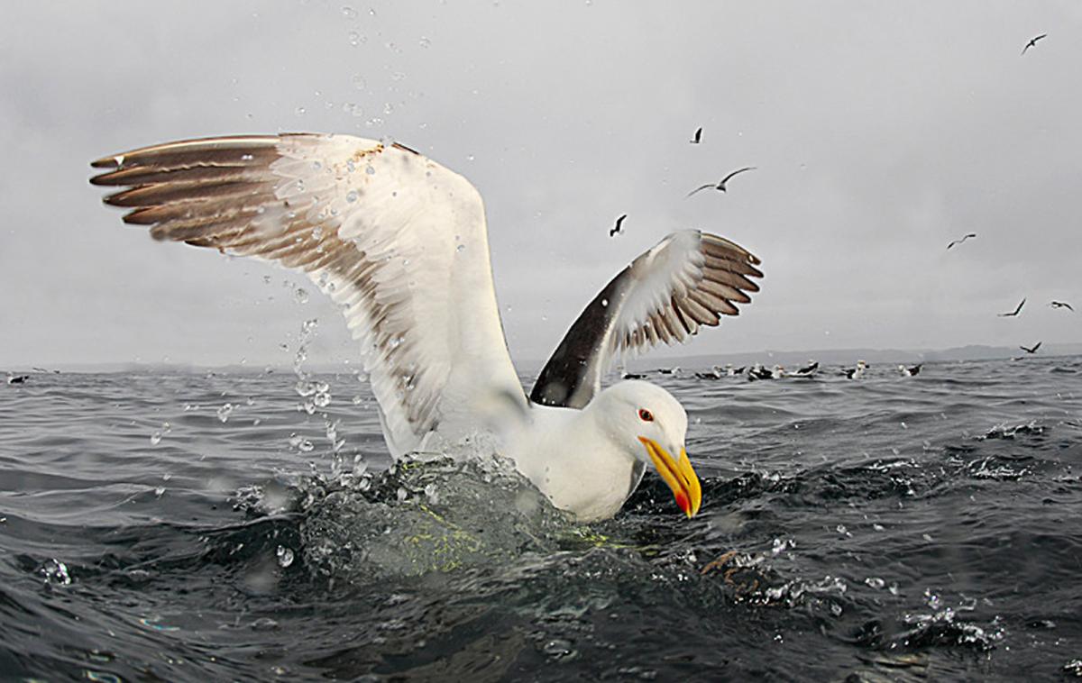 RuediNager's tweet photo. Incubating Kelp ~Gulls in South Africa are able to exploit various resources from different foraging habitats, regardless of colony location | Seem to rely less on anthropogenic habitats than expected

https://t.co/LTESnQhXrl

#seabirds #ornithology https://t.co/uJ0LxtyD9D
