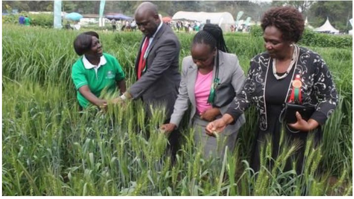 switchtvkenya's tweet photo. The European Union has funded a Ksh. 500m agricultural project that is going to benefit 12 counties. The counties include, Nakuru, Trans Nzoia, Machakos, Makueni, Kwale, Kajiado, Uasin Gishu, Taita Taveta, Homa Bay, Bungoma, Busia and Siaya. #SwitchUpdates. https://t.co/qlPWvI4jPN