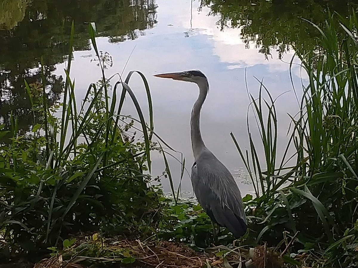VioletVole's tweet photo. Beautiful heron but my arch enemy. I hide in my burrow when I see one. If you look carefully along the bank you may see a lawn of cropped grass in front of my home. Help me return to the hogsmill river #GetinVolved #puppetfriends #naturelovers https://t.co/T3ZACADNhQ