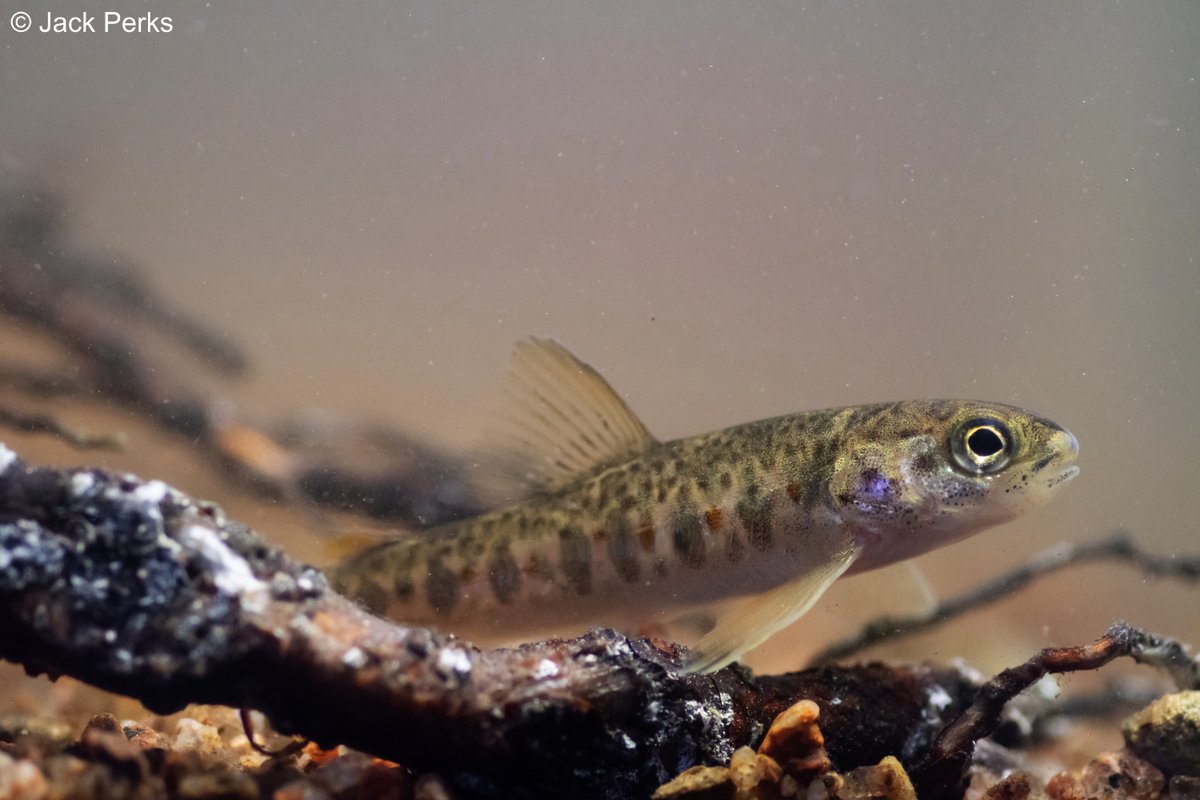 Recently I was up in Aberdeenshire filming salmon parr for @ScotlandTBP its always a pleasure working with the fish and I've got a few trips this winter to try and get spawning (only been after it for 4 years!) @DeeCatchment