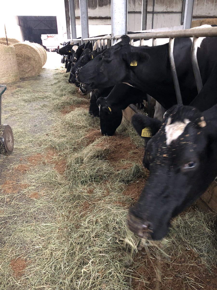 kearnsy900's tweet photo. Cows happy out on their 1980’s diet of hay and brewers grains as the rain continues to fall outside! #bufferfeeding https://t.co/9ULkNe3OIZ
