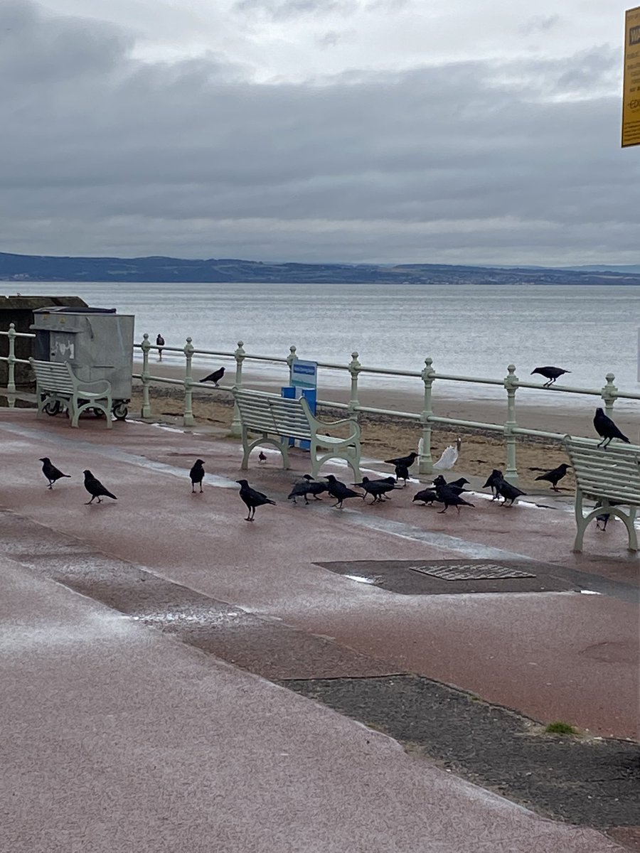 PortyLibrary's tweet photo. “Thir’s bin ah Muuuurrrrder (of Crows)” 😂😂😂

I laugh but I genuinely feared they were going to dognap wee Orville 🐕 and devour him, thank goodness I don't have ornithophobia 😲😉

#dadjokes #badjokes #taggart #outdatedreferences https://t.co/Y7JnRJgWxA
