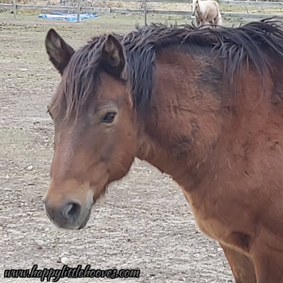HoovesHappy's tweet photo. Casey is starting to look a bit shaggy too. #happylittlehooves #caseythepony #ponyhour #ponies #exmoorpony #handsomefellow #winterwoolies https://t.co/VokqG5gYzk