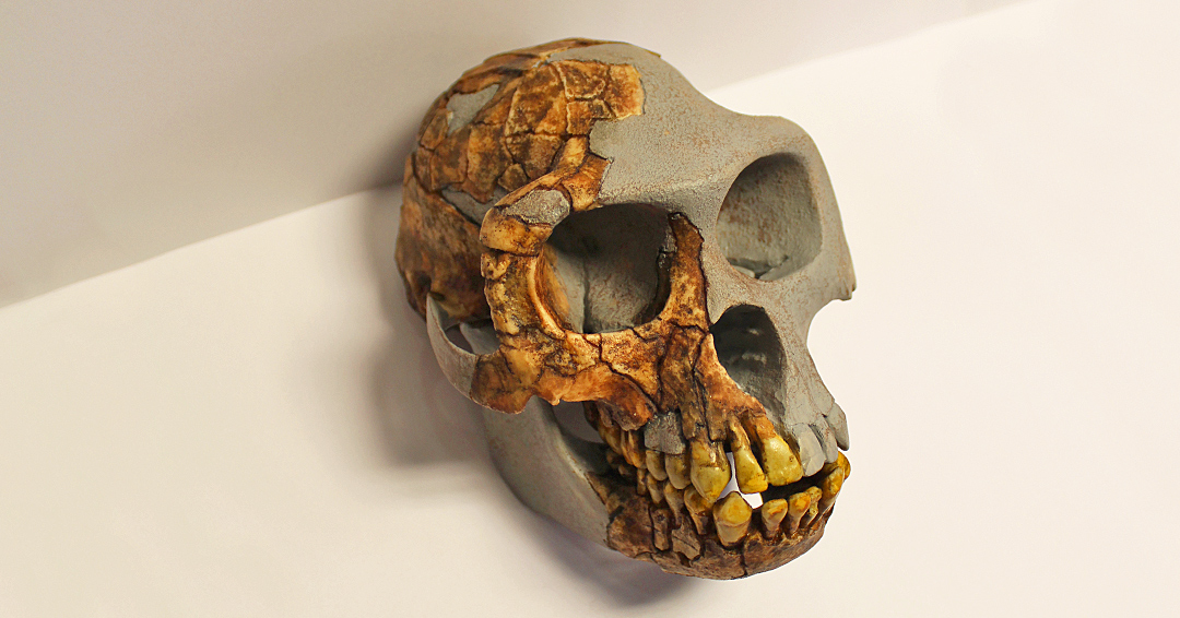 museonat's tweet photo. #Ardipithecus ramidus se descubrió en 1994 en #Etiopia. Vivió hace 4,4 Ma y estaba adaptado al #bipedismo y a la vida arborícola. El hallazgo mostró que el ancestro de humanos y grandes simios habría sido una criatura diferente a cualquiera actual (y no como un chimpancé). https://t.co/A3jc3Ggs07