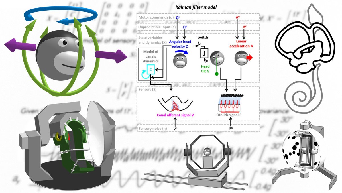 Hi SciTwitter, I’d like to show how nice the  #vestibular system is from a systems &  #computationalneuroscience point of view. I am preparing a series of threads about classical vestibular experiments, with internal models and  #Bayesian explanations. Chapter 1&2 coming soon!