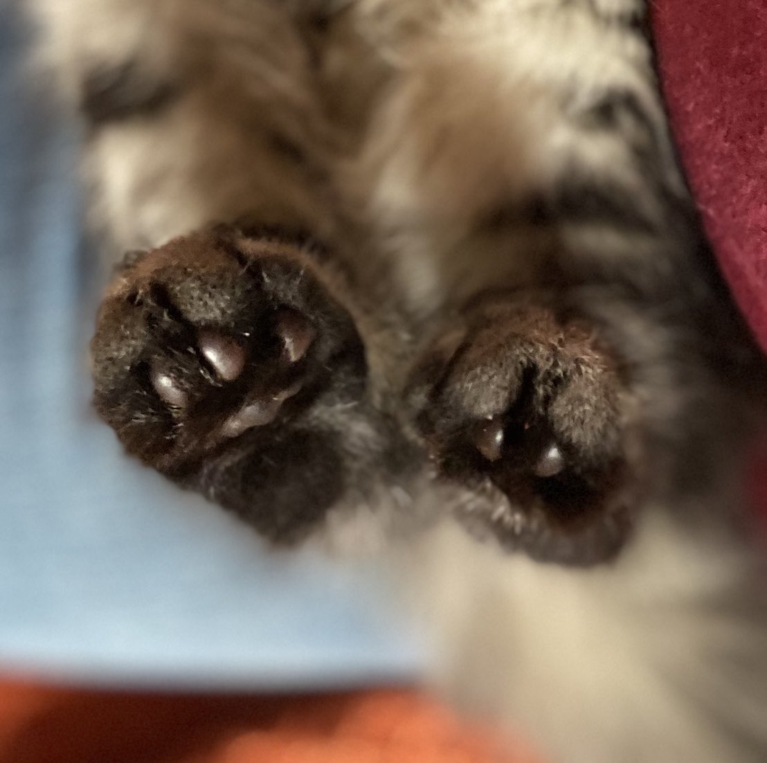 PulpKetchup's tweet photo. Cat owners show me your beans.

#BeansOut
#BeansMeansClicks
#CatsOfTwitter https://t.co/Us6mejTURz
