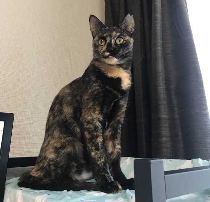 キメ顔のtwitterイラスト検索結果 古い順