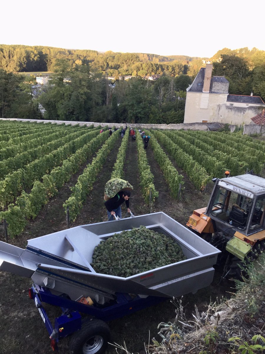 First day of harvest at Domaine Careme. The grapes from this small, walled vineyard will make a new wine called Clos de la Roche. Southwest facing and with clay limestone soil it was planted in 2012. #vincentcareme #vouvray #loireharvest2020 #teamcareme #fandechenin #loirewines