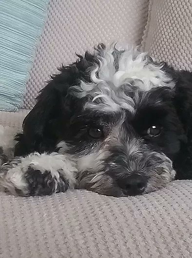 Dear all <a href="/TripeUK/">Tripe Marketing Board 💚</a> voters,
My belief is that #tripe is in need of a softer, fluffier, more female orientated marketing strategy. This look could've been the start of a whole new era...