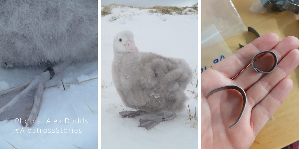 AlbyTaskForce's tweet photo. #HumanStar, Alex from @BAS_News, has been very busy on the ground with ringing/banding this season's chicks! At this stage the youngsters are the biggest they will ever be (at ~15kg, that’s heavier than their parents!) needed to continue growing their adult flight feathers! https://t.co/zGOTVFfmrn