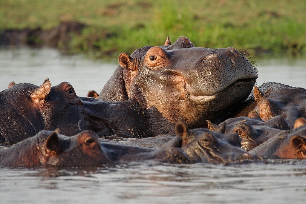 Chobe_Marina's tweet photo. #DidYouKnow Hippos usually live in groups/ or herds of around ten to 20 individuals, led by one large dominant male.
They can be seen at the Chobe River looking a little something like this ⬇️
#ChobeMarina giving you direct access.
#localisyou https://t.co/8jFRvNxpks