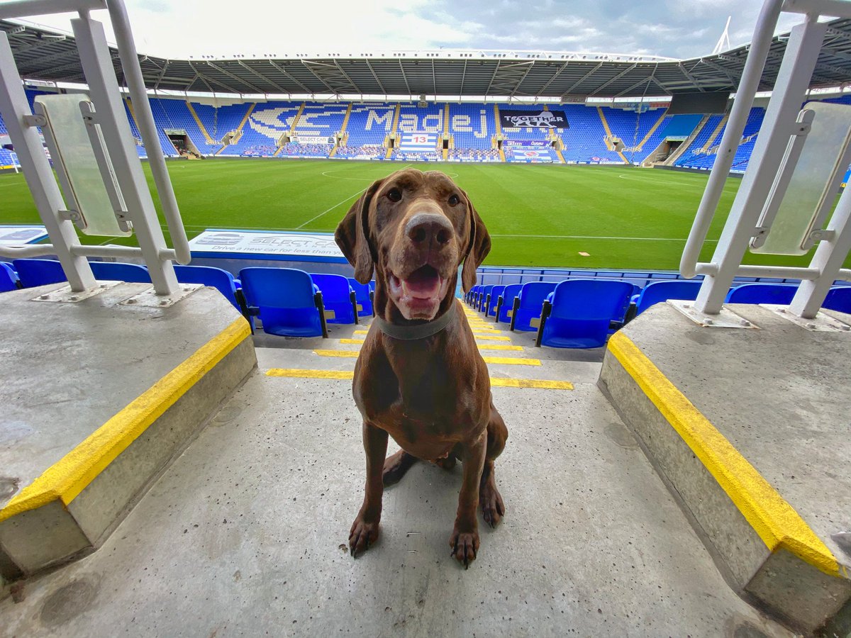 BWYK9's tweet photo. A great weekend training scent-work teams from around the UK. Even managed to put some hides out for Jasper the drugs dog in the #Madejski Stadium. https://t.co/z9UUhh8KTD