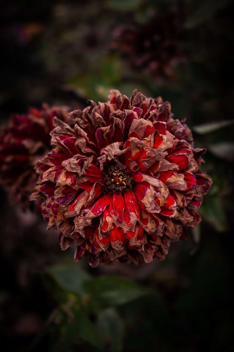 red and brown cluster flower